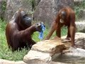 Orangutan Cools Himself Like Human video